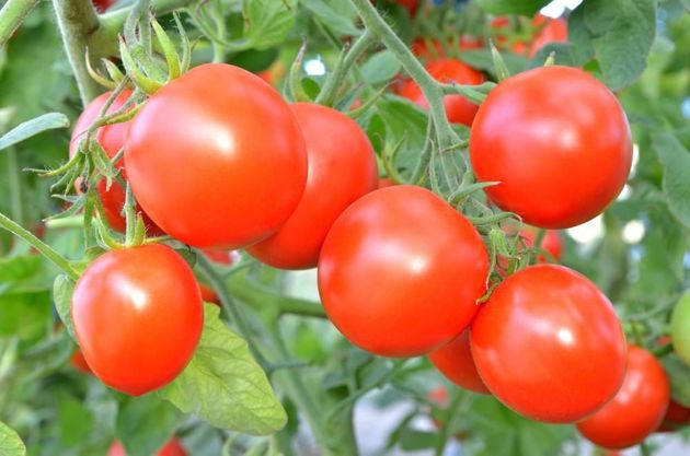 6 действенных способов, которые помогут томатам быстро покраснеть