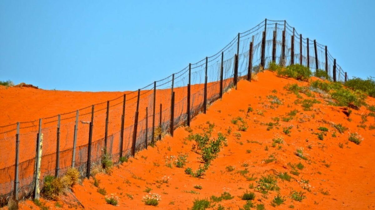 В изоляции австралия. Забор от собак Динго в Австралии. Забор от кроликов в Австралии. Великий забор Австралии. Стена Динго Австралия.