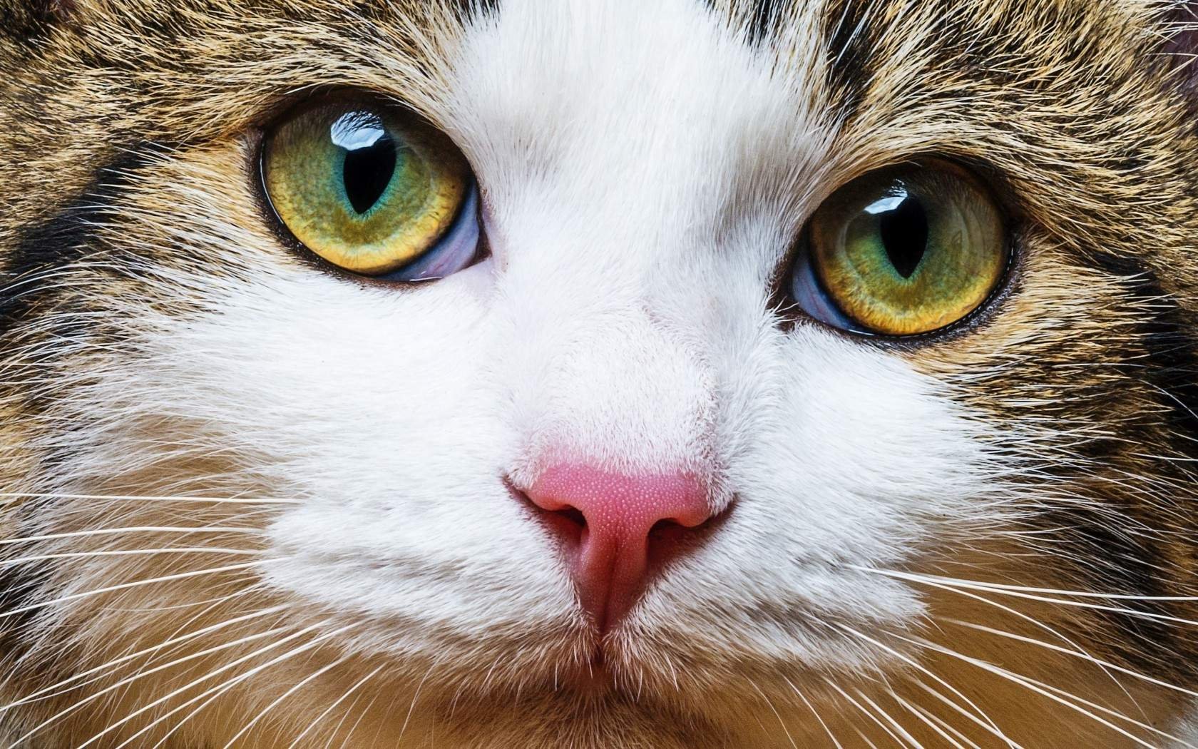 Кошачий. Морда кошки. Глаза кошки. Кошачий глаз. Мордочка котенка.