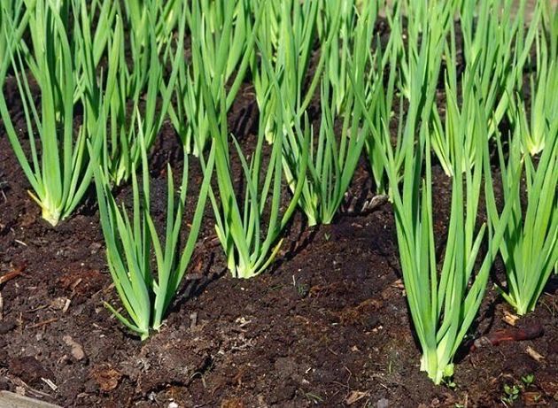 5 полезных советов для получения большого урожая лука