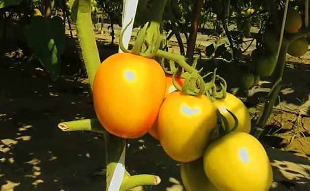 Правила ухода за томатами в жару для сохранения урожая. Также помидорам нужны особые подкормки