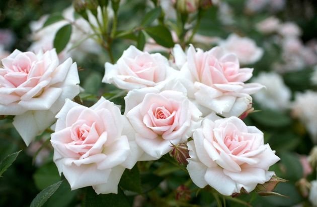 3 хитрости при уходе за розами для обильного цветения