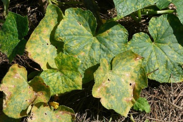 Желтеют листья на огурцах: перекись водорода поможет справиться с этим недугом