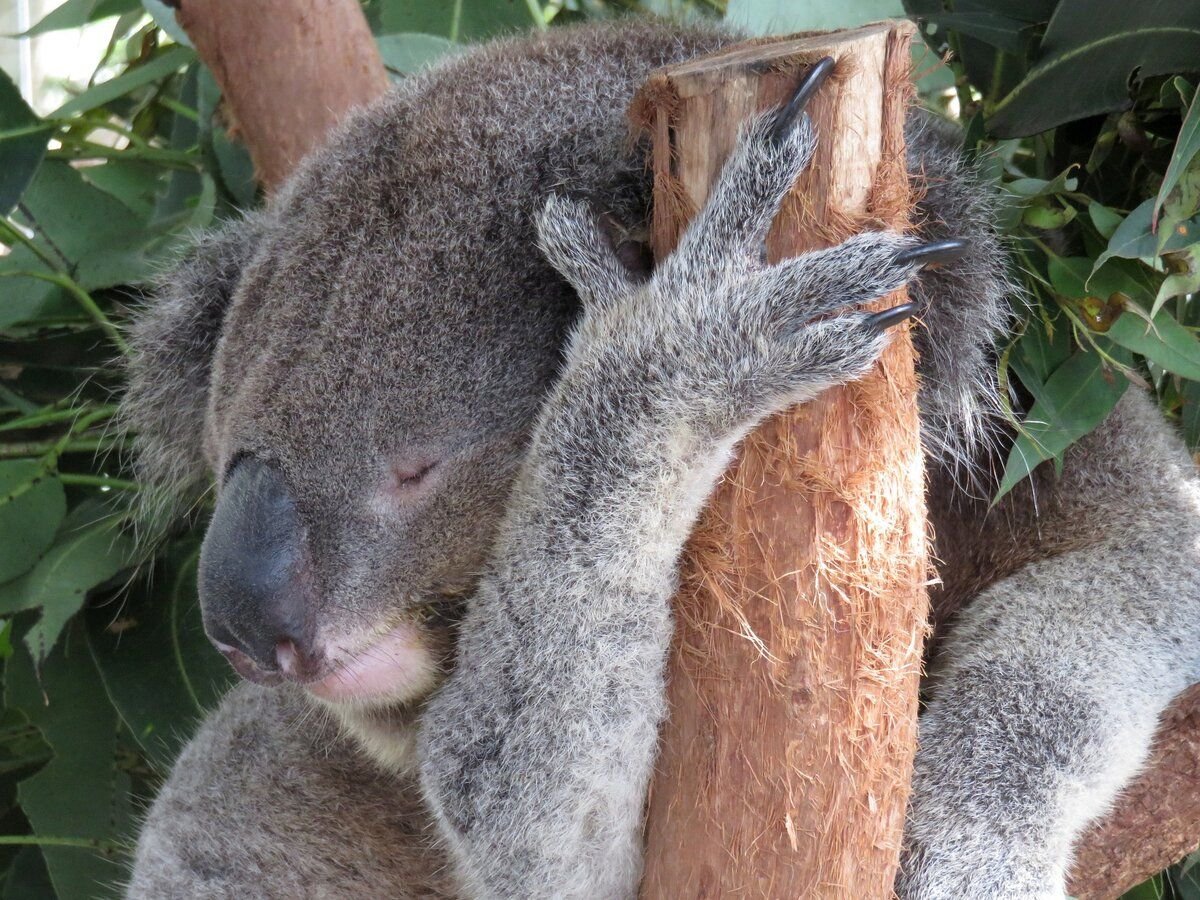 Похожи на коал. Коала. Кенгуру и коала. Коала анатомия. Когти коалы.