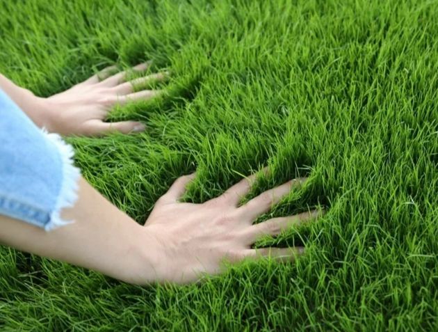 5 эффективных советов по освежению своего газона на дачном участке