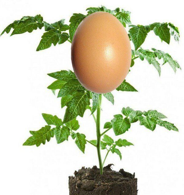 Зачем нужно добавлять в каждую лунку яйцо при посадке растений