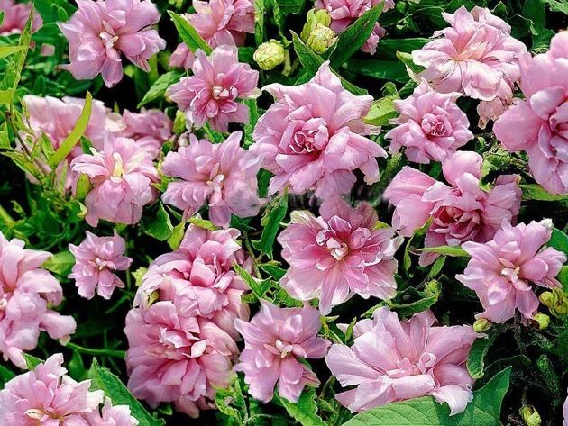 Подборка красивых и неприхотливых цветов, которые придадут особое очарование любому саду
