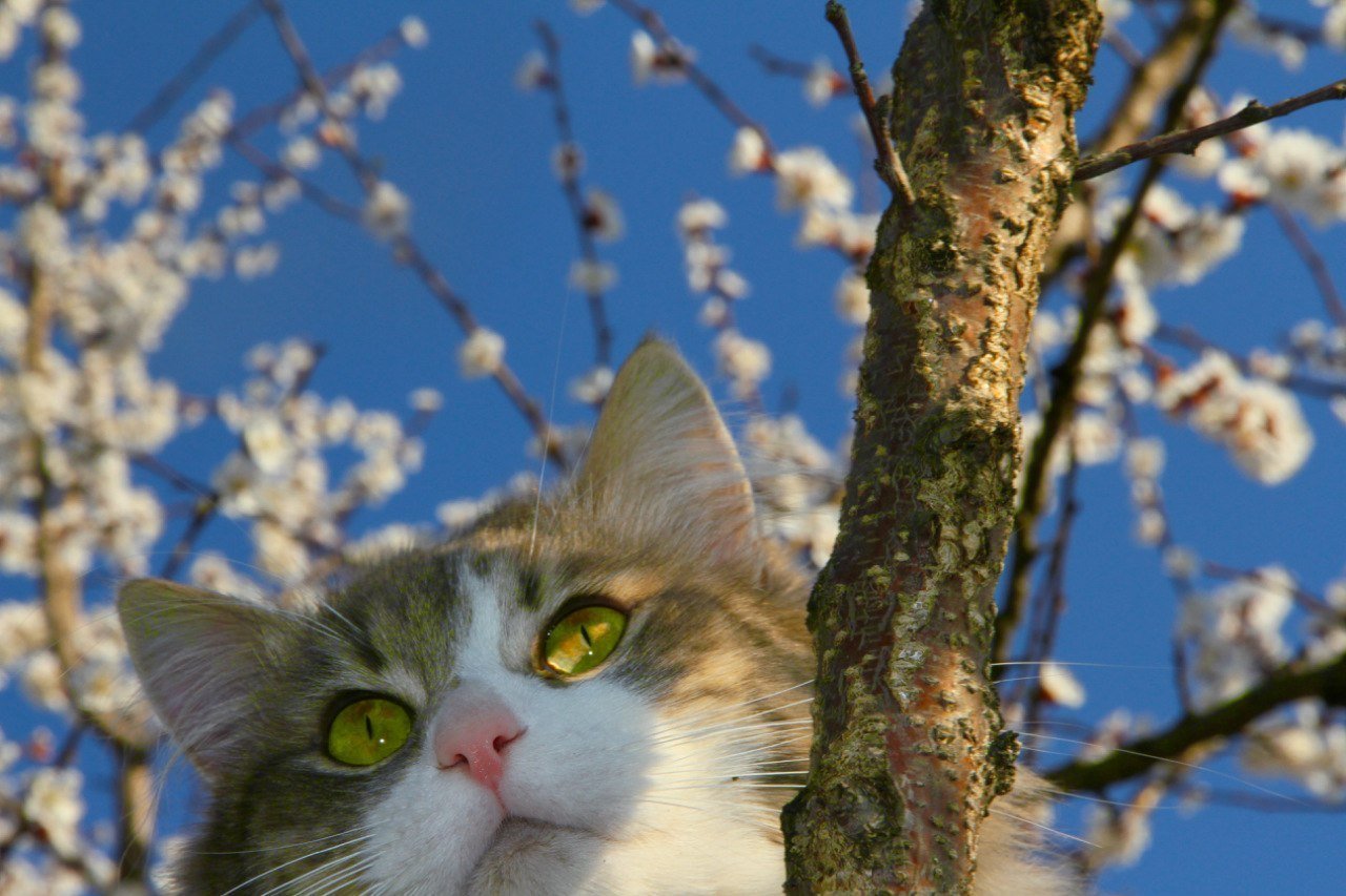 Весенняя лень. Кошки весной. Весенний котик.