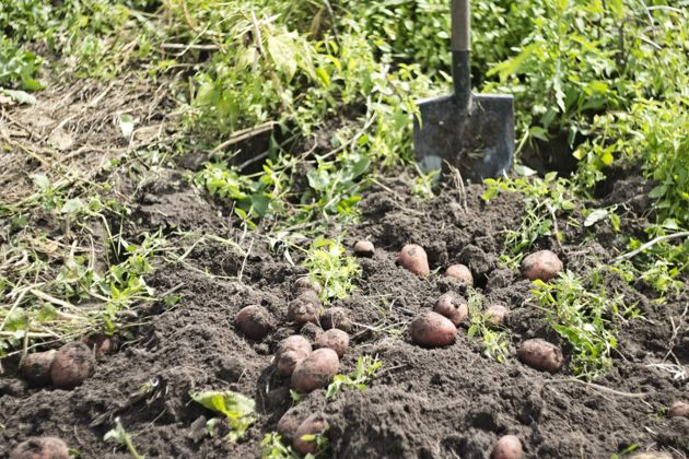 Научные методы посадки картофеля