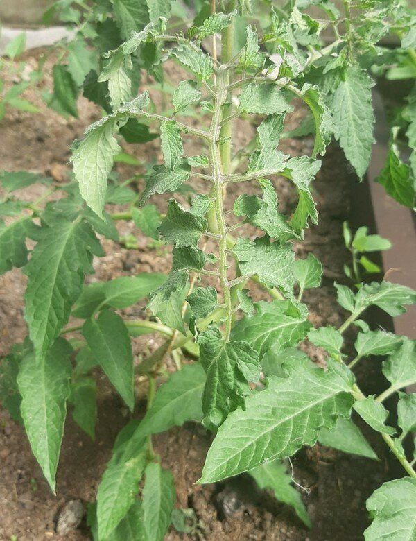 Новый способ, как значительно повысить урожайность томатов