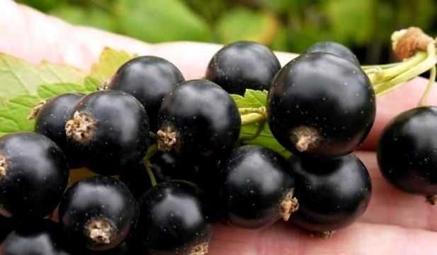 Урожайные, вкусные сорта чёрной смородины, которые понравятся всей семье