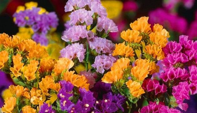 5 советов цветовода, чтобы вырастить красоту в своем саду – Лимониум