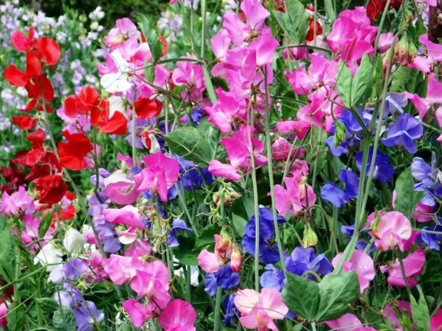 8 красивых вьющихся растений для вашего сада