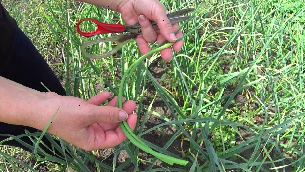 Нужно ли удалять чесночные стрелки и как это может повлиять на будущий урожай