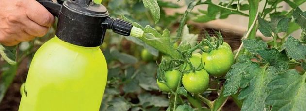 Как спасти урожай томатов от фитофторы