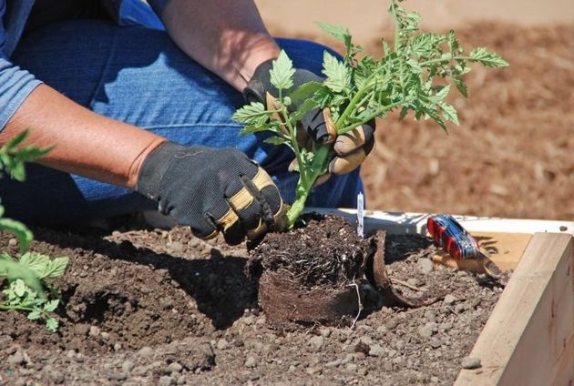 Ошибки, которые допускают огородники при высадке томатов в грунт, рискуя остаться без рассады и урожая