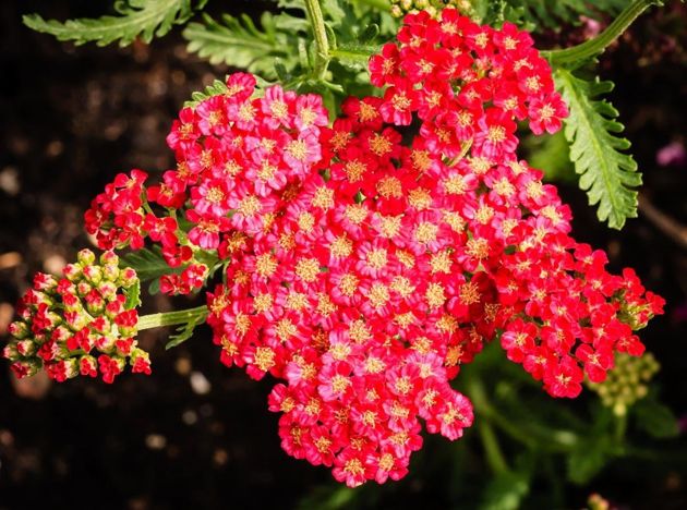 8 самых неприхотливых декоративных растений для сада