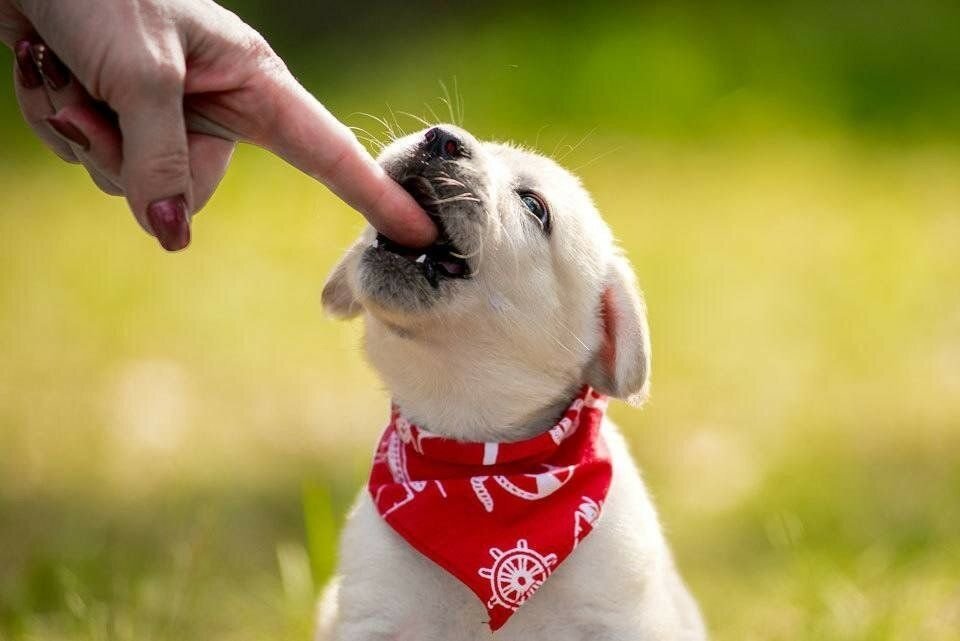 Как отучить собаку кусать руки