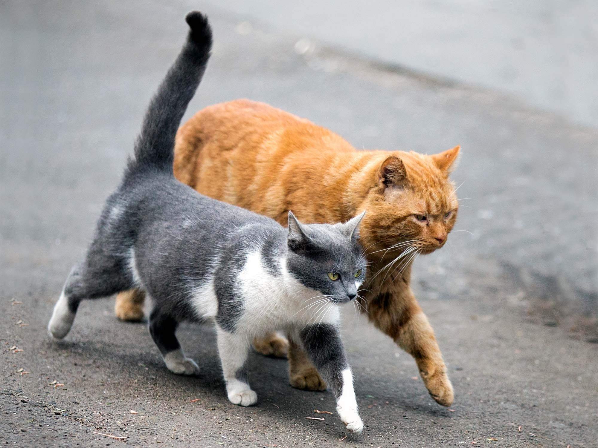 Топот котов. Два кота. Кошка идет. Коты гуляют. Рыже серая кошка.