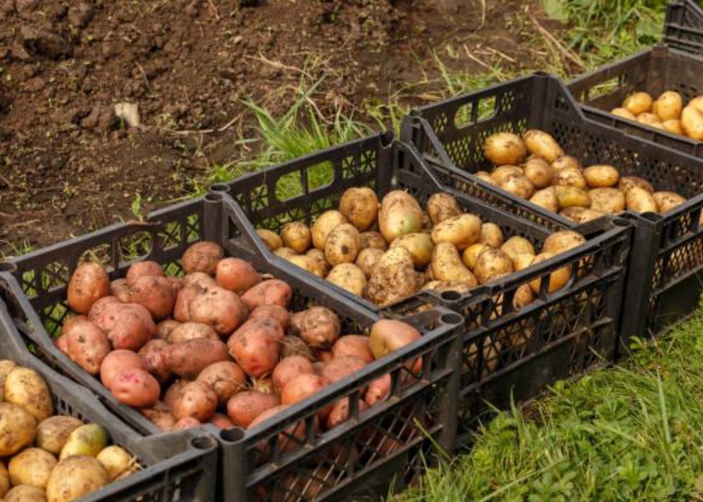 Куплю картофель тульская область. Суперранний урожай картофеля. Выкопали картошку. Картошка крупные в этом году огороде. Накопанные грядки картошки.