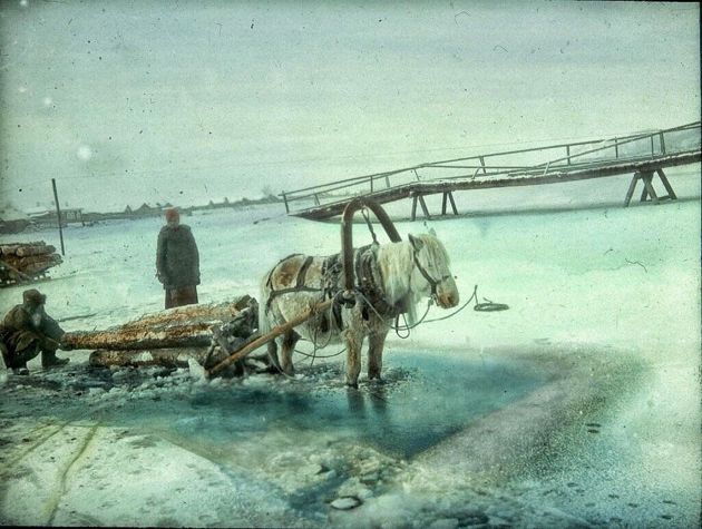 застряла лошадь у иркутских лесорубов зимой 1919 года. поставки дерева на отопление были одной из уцелевших отраслей крестьянской экономики белой Сибири