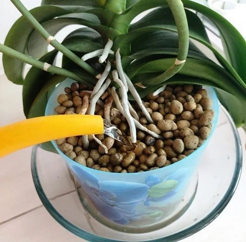 Некоторые цветоводы практикуют пересадку орхидеи в керамзит