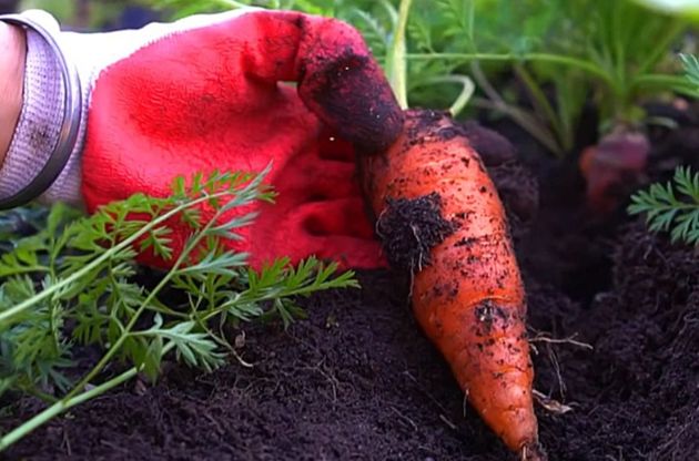 Иметь превосходный урожай моркови ежегодно просто: всё о грамотном уходе за морковкой в августе