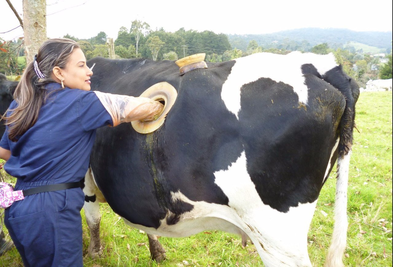 Cetosis vacas tiras reactivas orina