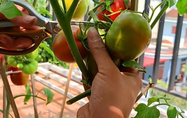 За лето 2 урожая помидор - реальность. Способ, по которому каждый сможет этого добиться
