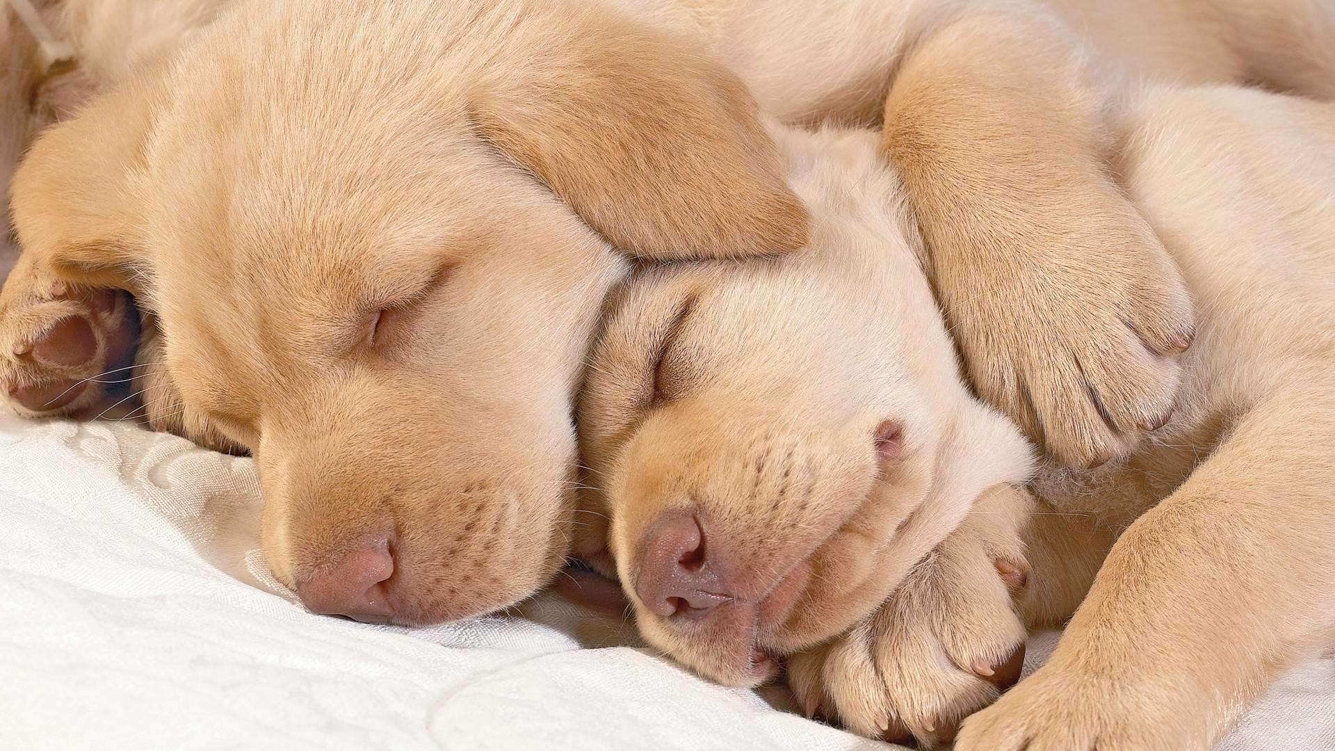 Собаки вместе спят. Спящие животные. Щенки. Спящие собачки.