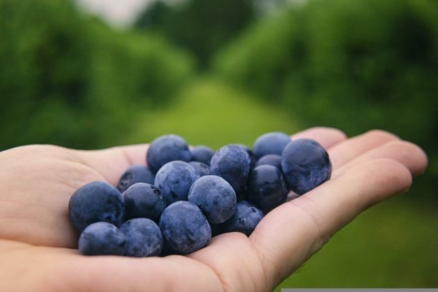 Зачем есть чернику: 4 полезных свойства от употребления этой темно-синей ягоды