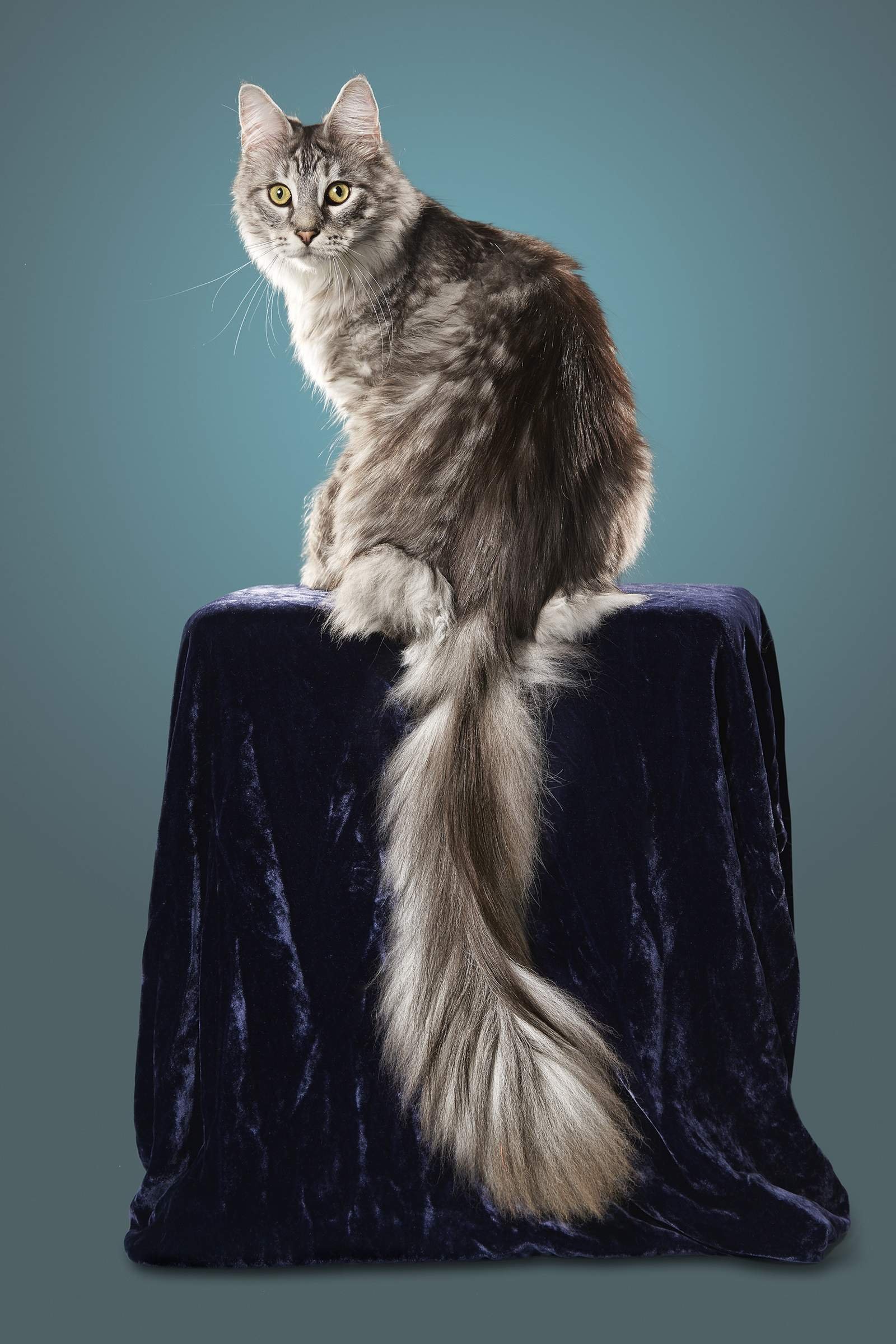 Порода с длинными хвостами. Мейн-кун. Кот Сигнус с самым длинным хвостом. Сигнус кот порода. Хвост Мейн куна.