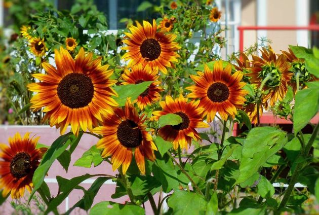 9 способов красиво украсить сад подсолнечником
