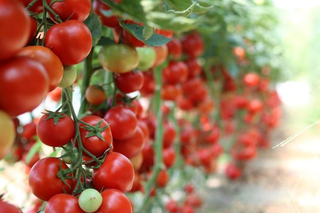 Выращиваем помидоры: секреты хорошего урожая