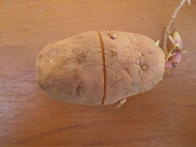 Как подготовить семенной картофель к высадке
