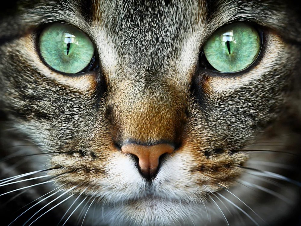 Кошачий. Глаза кошки. Морда кота. Кошка с зелеными глазами. Кошачий глаз.