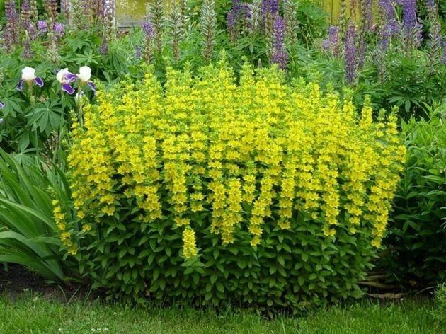 Если вы хотите, чтобы ваш сад цвел и благоухал на протяжении всего летнего сезона посадите в нем цветы, представленные в этой статье
