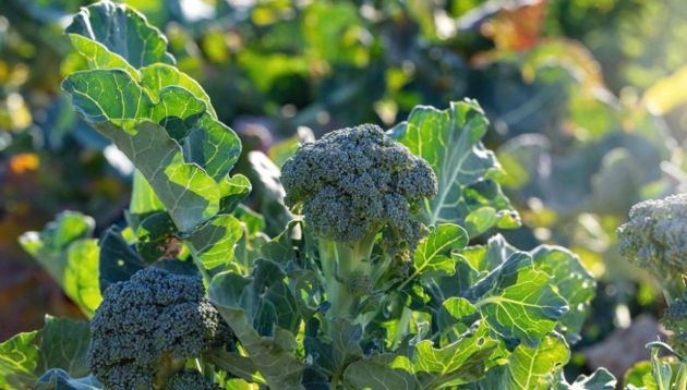 Выращивание брокколи: советы по посадке и уход