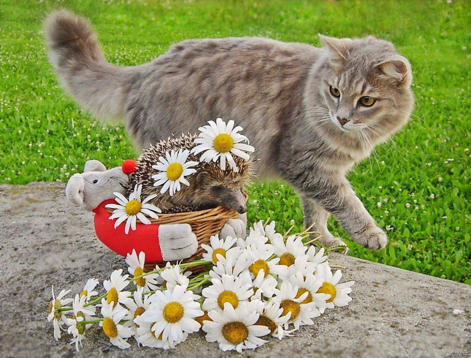 У нас живет чудесный кот. Цветы и животные. Котенок в цветах. Кот в ромашках. Летний котик.