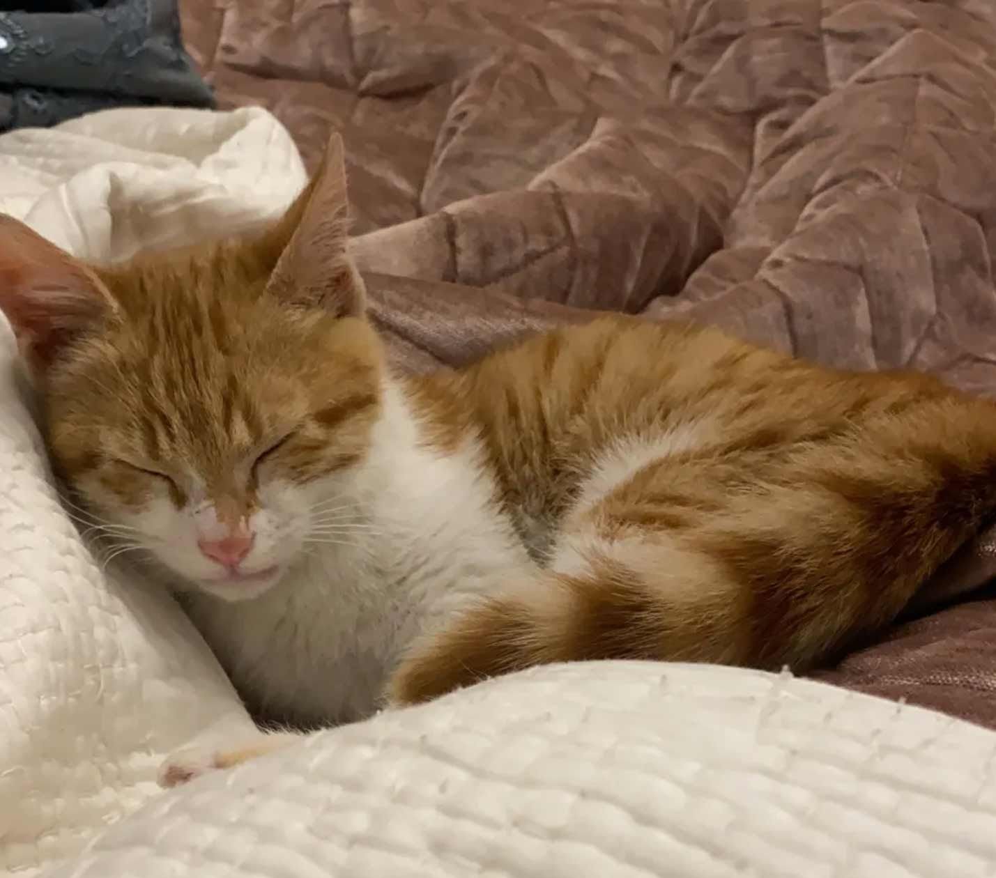Чуть чуть поспать. Спящий одинокий котик. Спящий золотой котенок.
