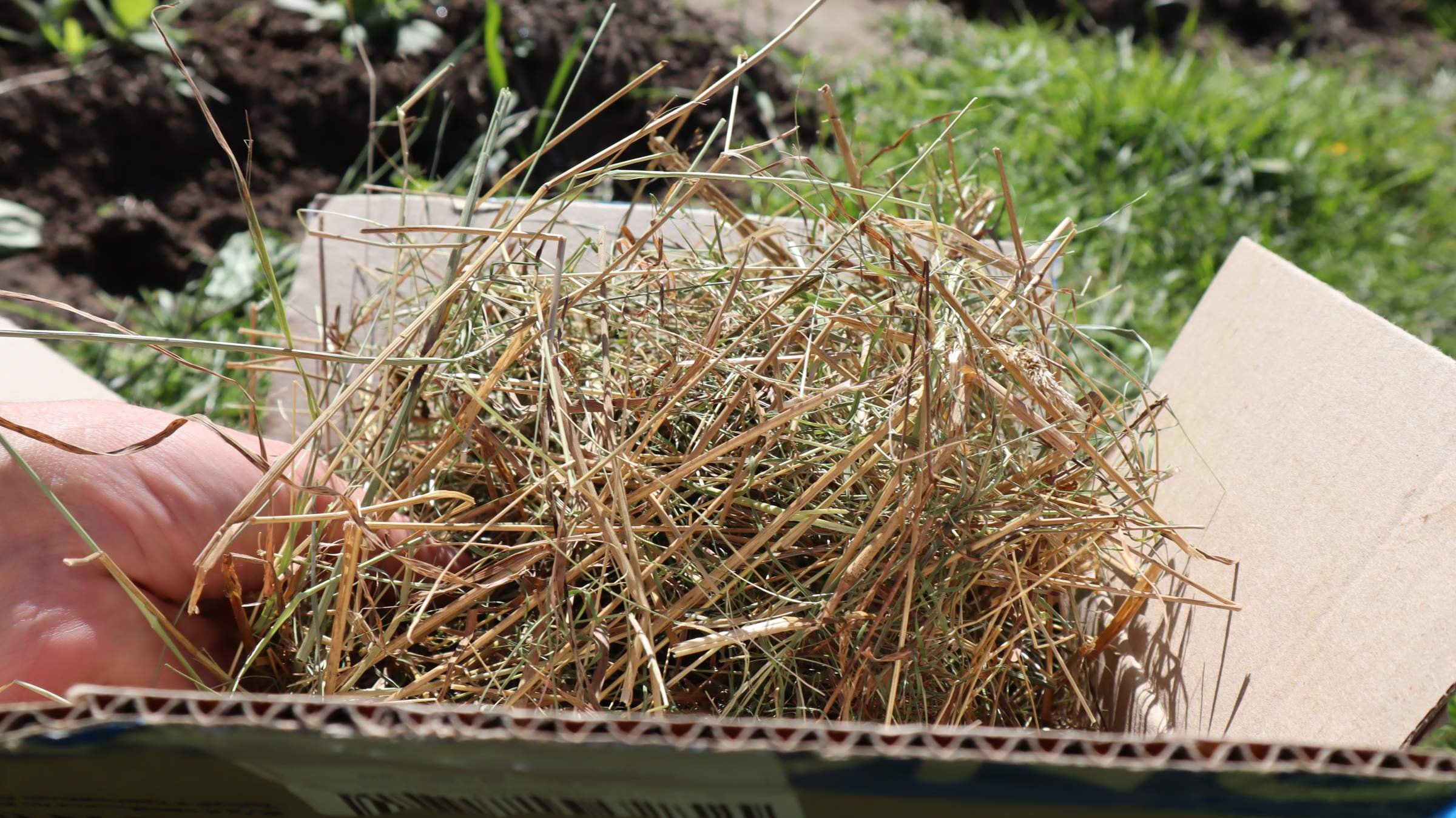 Декоративное сено. Трава сено. Сенная палочка на сене. Засохшая трава. Сенная палочка на сене фото.