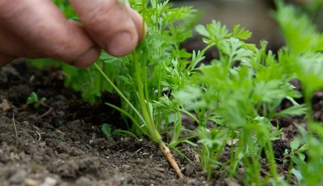 Легкий способ посева моркови без дальнейшего прореживания