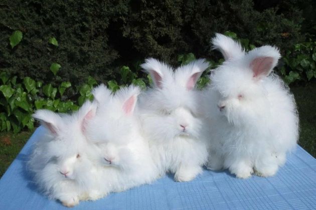Ангорский кролик — самый пушистый в мире