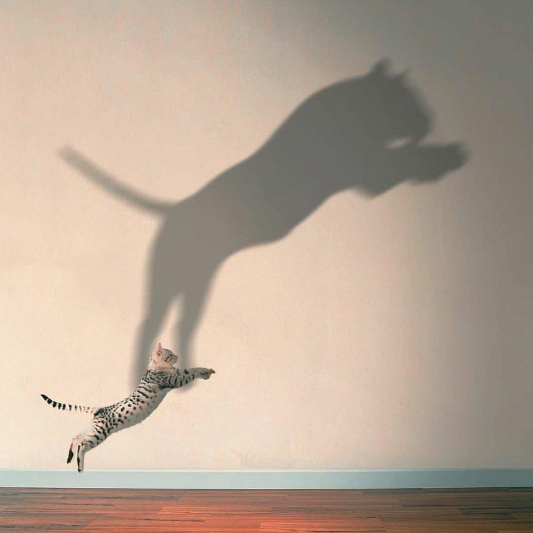Будь сильной и верь. Кот в прыжке. Мотивация животные. Мотивационные картинки. Прыгнуть выше головы.