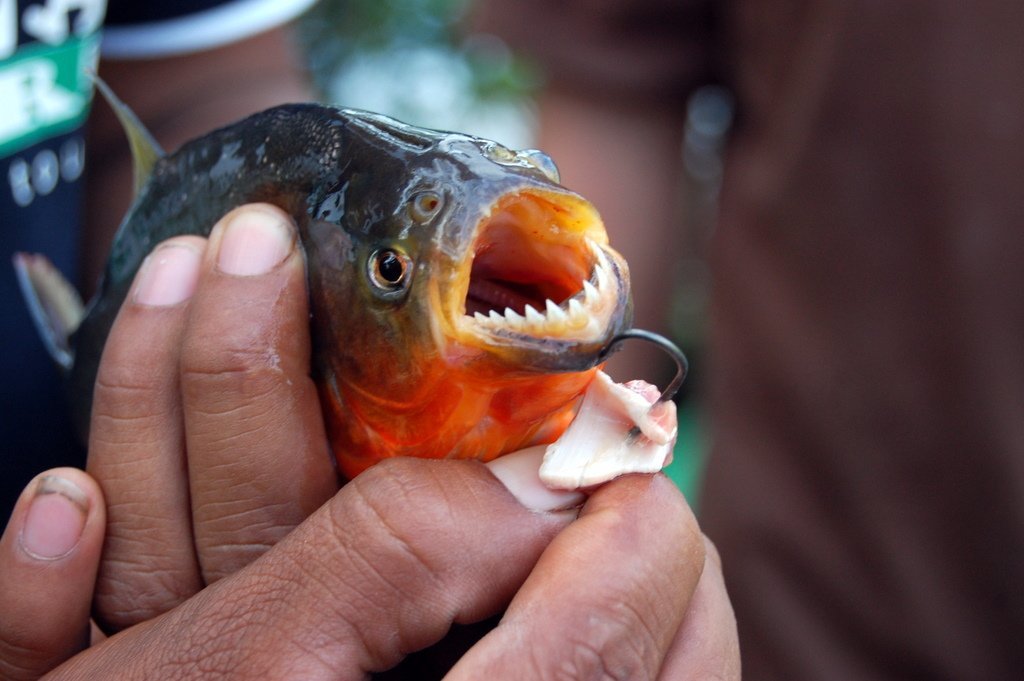 К чему снится ловить живую рыбу. Рыба Пиранья. Краснобрюхая Пиранья. Река Амазонка пираньи. Обыкновенная Пиранья Амазонка.