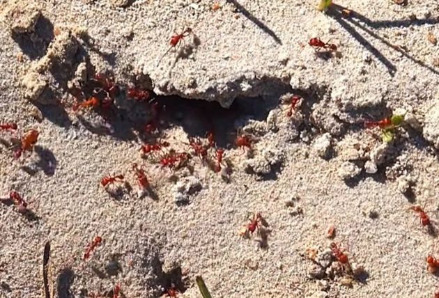 Натуральный и супер эффективный раствор от муравьёв и тли из дегтя. Все вредители уйдут