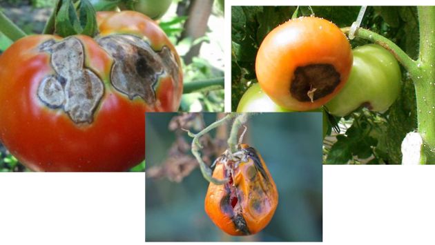Если томаты начинают гнить прямо на ветке, то следует тут же подкормить их простым раствором, чтобы спасти весь урожай