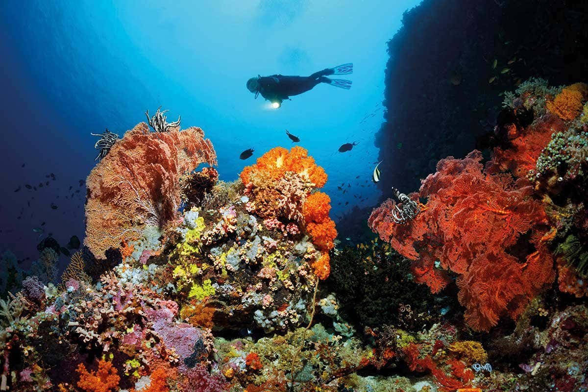 Рифы тихого океана. Большой Барьерный риф Австралия. Большой Барьерный риф (Северо-Восточное побережье Австралии). Коралловый Барьерный риф. Морской парк большого барьерного рифа.