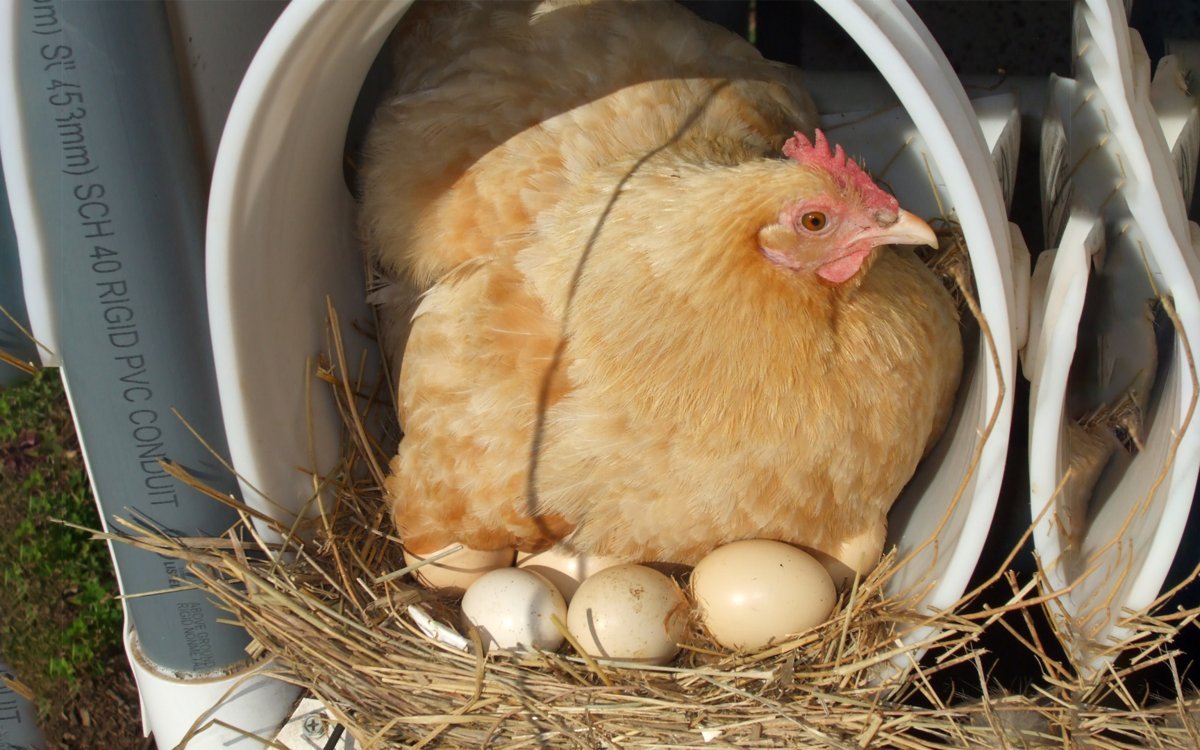 Сколько дней высиживают куры. Курочка высиживает яйца. Курица высиживает цыплят. Курица сидит на яйцах. Курица с яйцами.