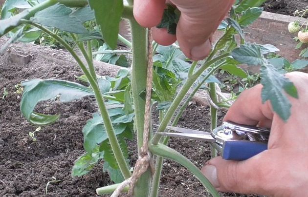 Выполняйте эти три простых правила и помидоров будет завались! Томаты уход и выращивание на даче. Как выращивать томаты в огороде на даче.